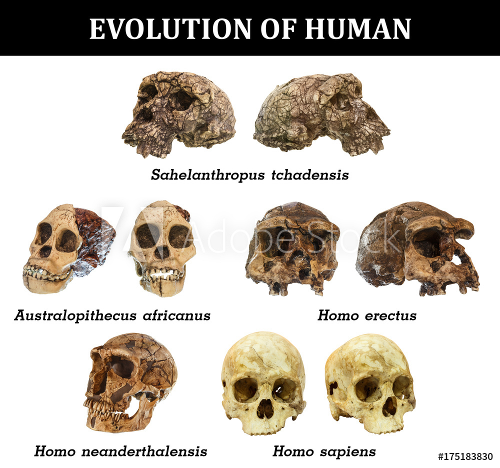 Origem e evolução do ser humano 2