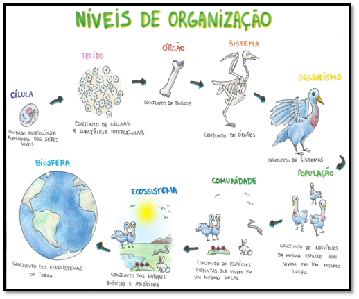 Características de seres vivos e níveis de organização 4