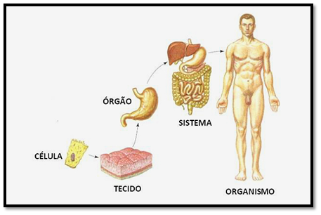 Níveis de organização do organismo humano 2