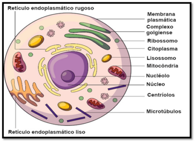 Estrutura Celular, Organelas Celulares E Suas Funções – Azup