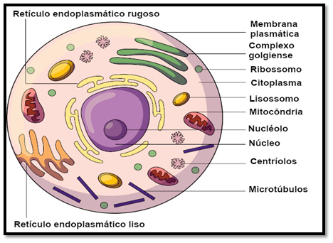 Estrutura celular, organelas celulares e suas funções 1
