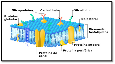 Estrutura celular, organelas celulares e suas funções 2