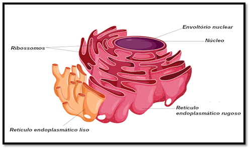 Estrutura celular, organelas celulares e suas funções 4