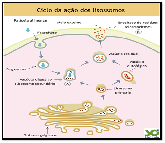 Estrutura celular, organelas celulares e suas funções 6