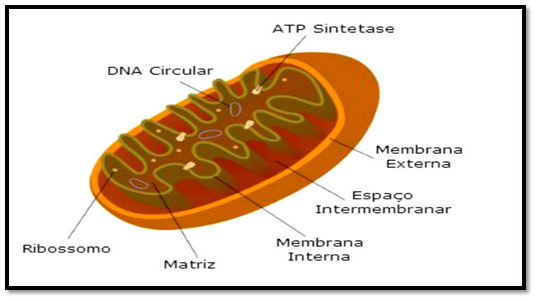 Estrutura celular, organelas celulares e suas funções 7